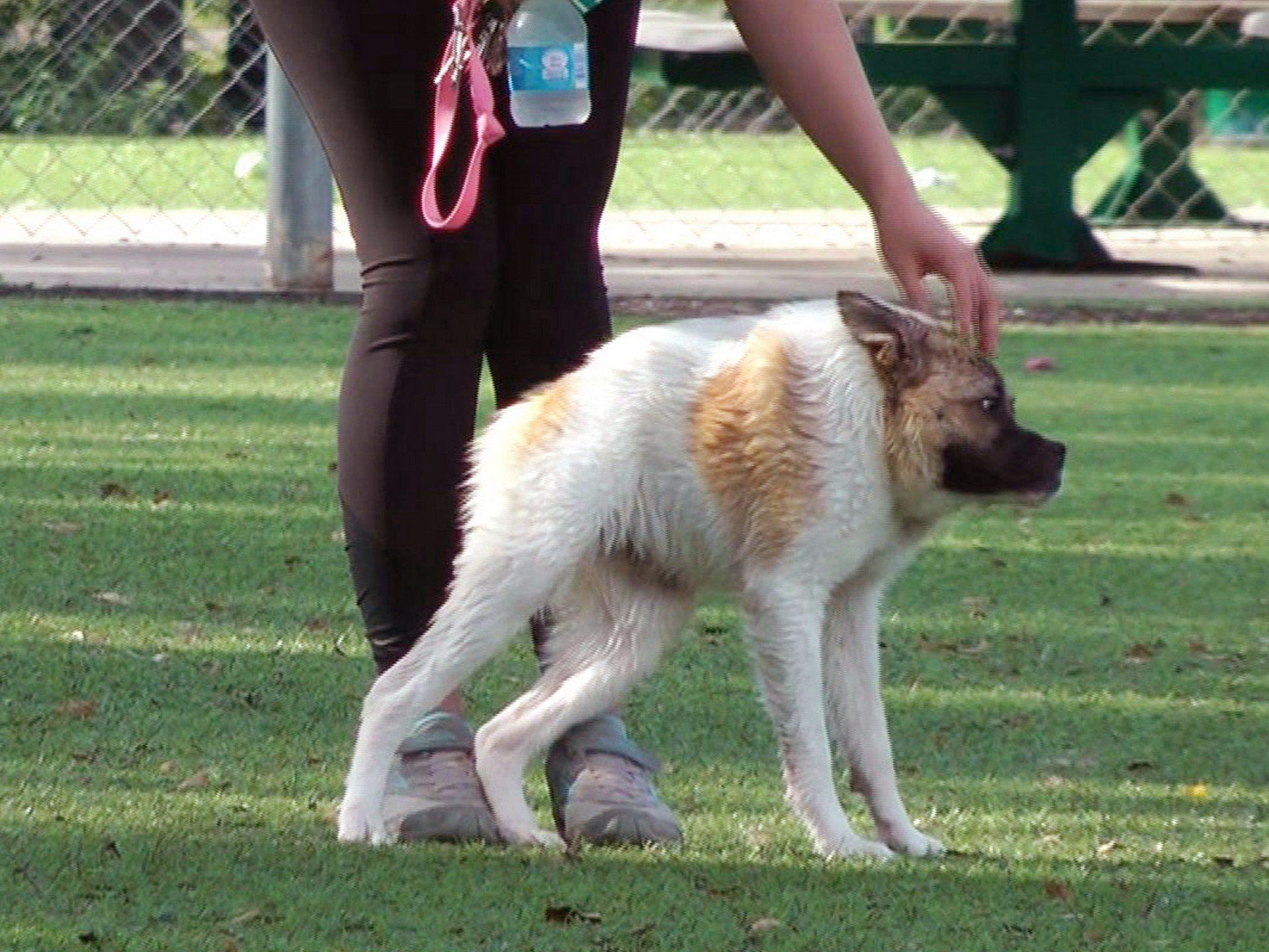 "Pig" hat schlaksige Beine, keinen Hals und einen merkwürdig kurzen, wie zur Hälfte abgeschnittenen Rumpf. "Pig" hat schlaksige Beine, keinen Hals und einen merkwürdig kurzen, wie zur Hälfte abgeschnittenen Rumpf.
