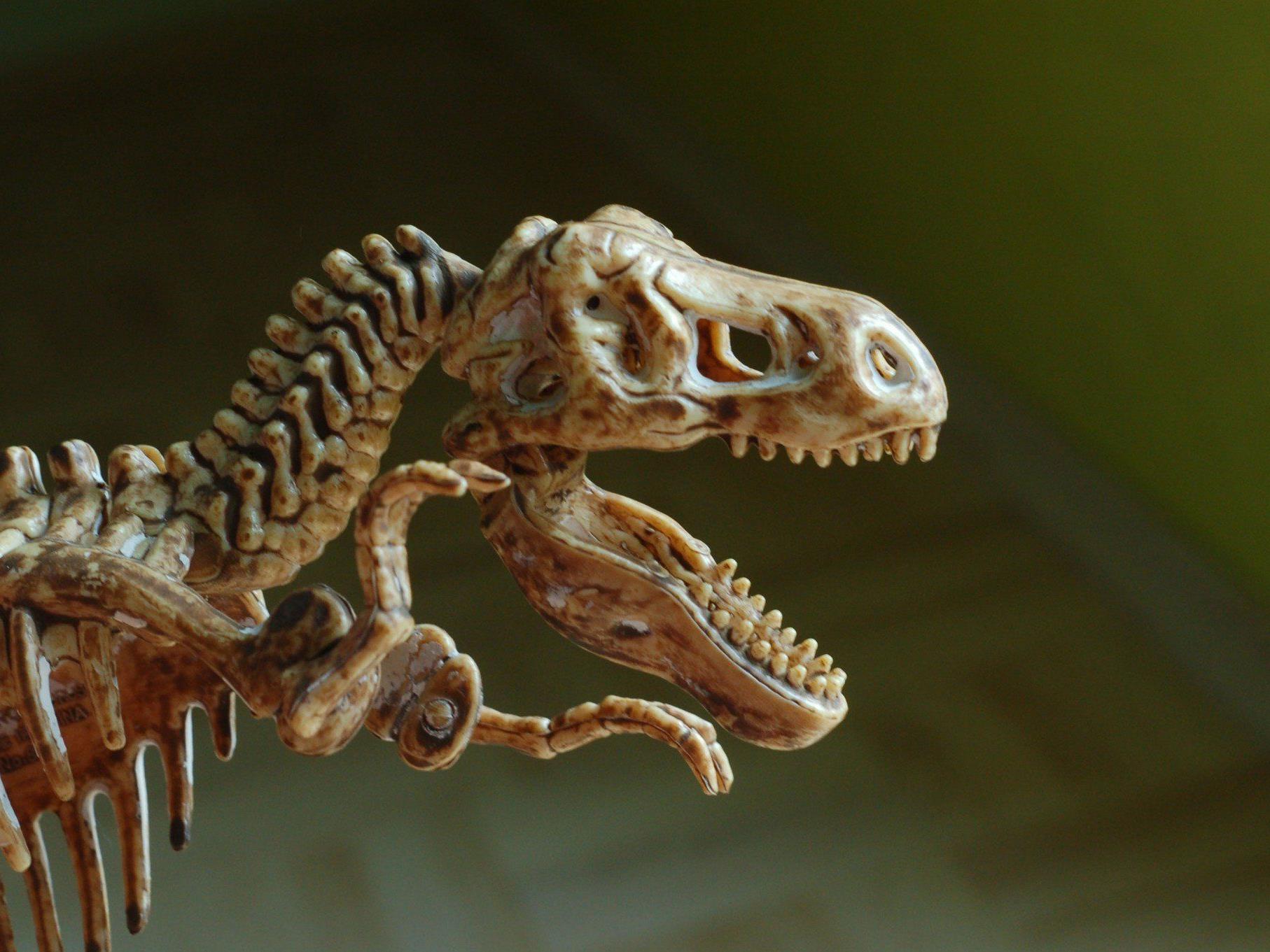 In Braunschweig wurde ein 180 Millionen Jahre altes Saurier-Skelett entdeckt.