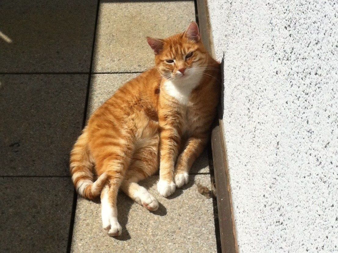 Rot getigerter Kater Rot getigerter Kater