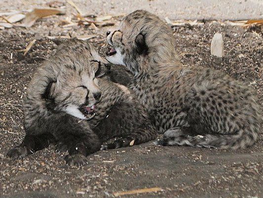 Erneut freut man sich in Schönbrunn über süße Geparden-Babys Erneut freut man sich in Schönbrunn über süße Geparden-Babys