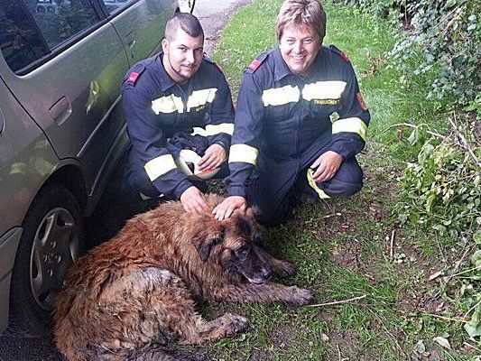 Nach der Rettung von Hund Balu Nach der Rettung von Hund Balu