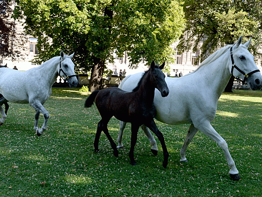 Die Lipizzaner im Wiener Burggarten Die Lipizzaner im Wiener Burggarten