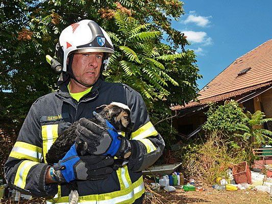 Dieses Lamm wurde von der Feuerwehr gerettet Dieses Lamm wurde von der Feuerwehr gerettet