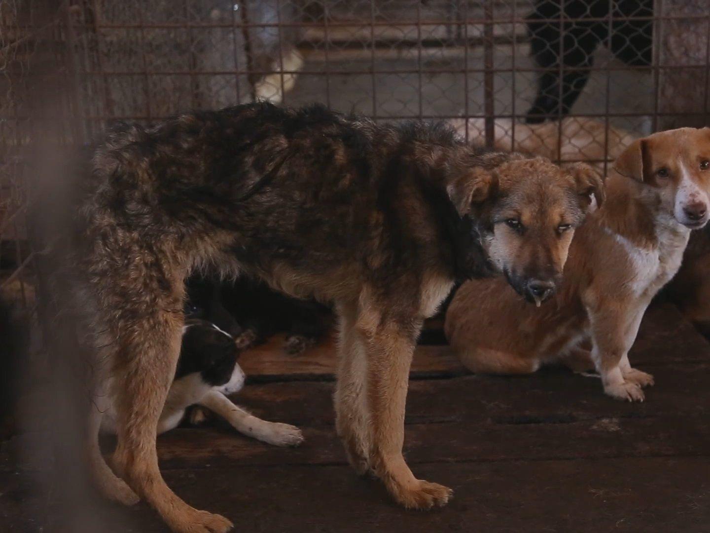 Vier-Pfoten-Video zeigt katastrophale Zustände in rumänischen Tierheimen.