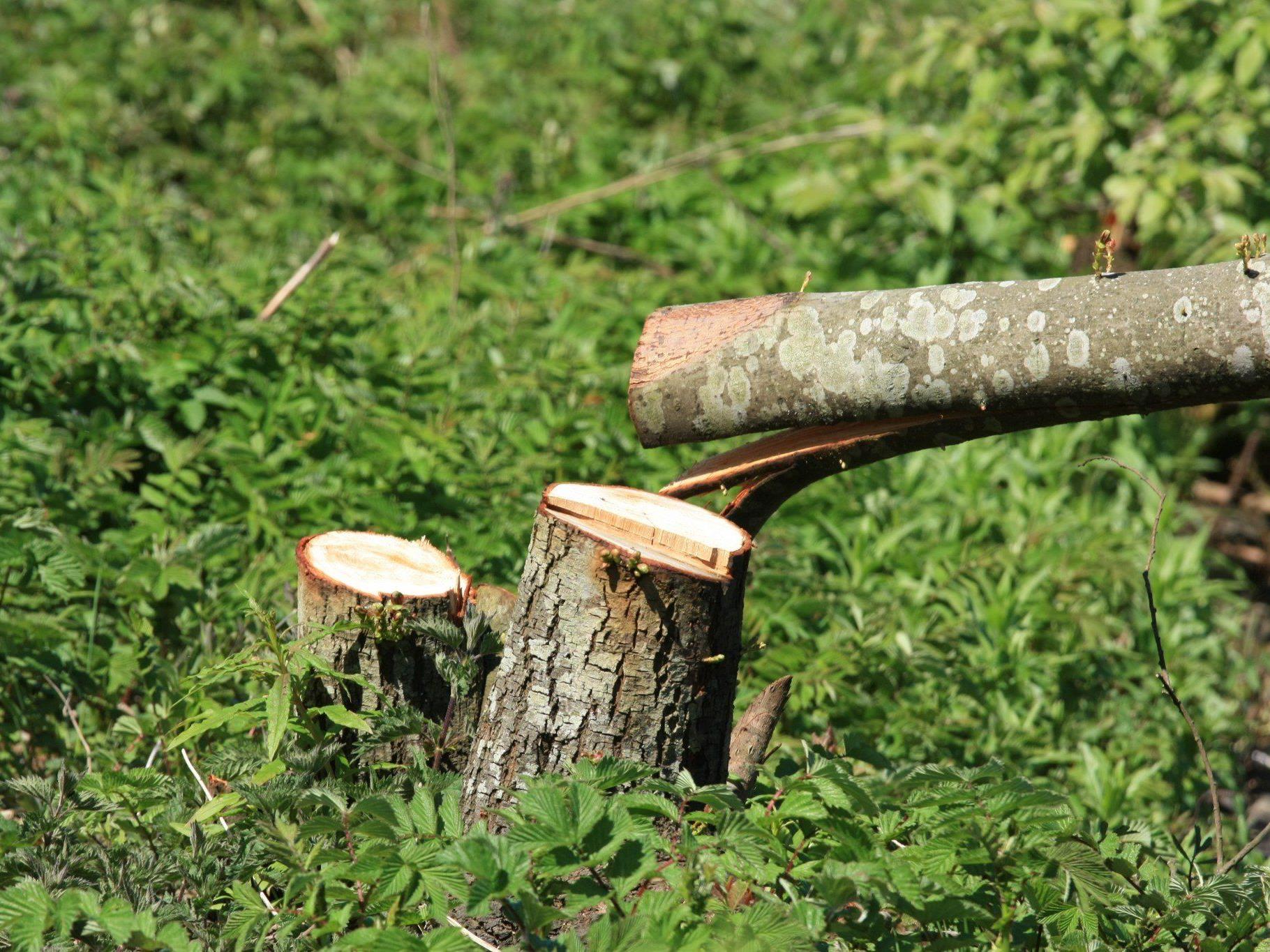 40-Jähriger bei Forstarbeiten im Gütle von Baum getroffen - verletzt.