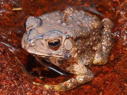 Diese Kröte reiste versehentlich im Koffer aus Thailand mit. Diese Kröte reiste versehentlich im Koffer aus Thailand mit.
