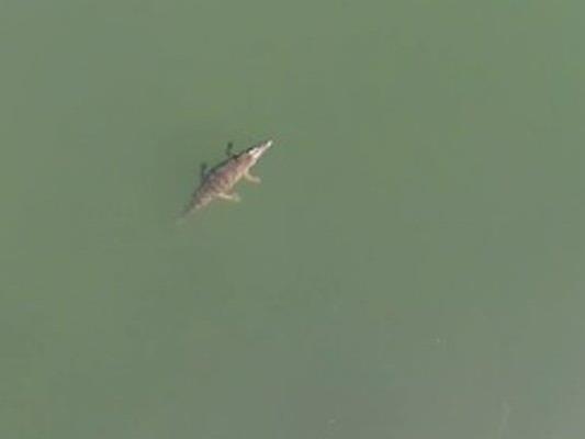 Das Krokodil wurde von einer Drohne gefilmt.