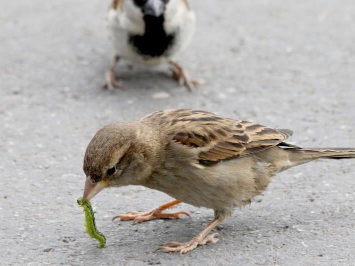 Mahlzeit! Singvögel, wie Spatzen, haben den Schädling als Delikatesse entdeckt.