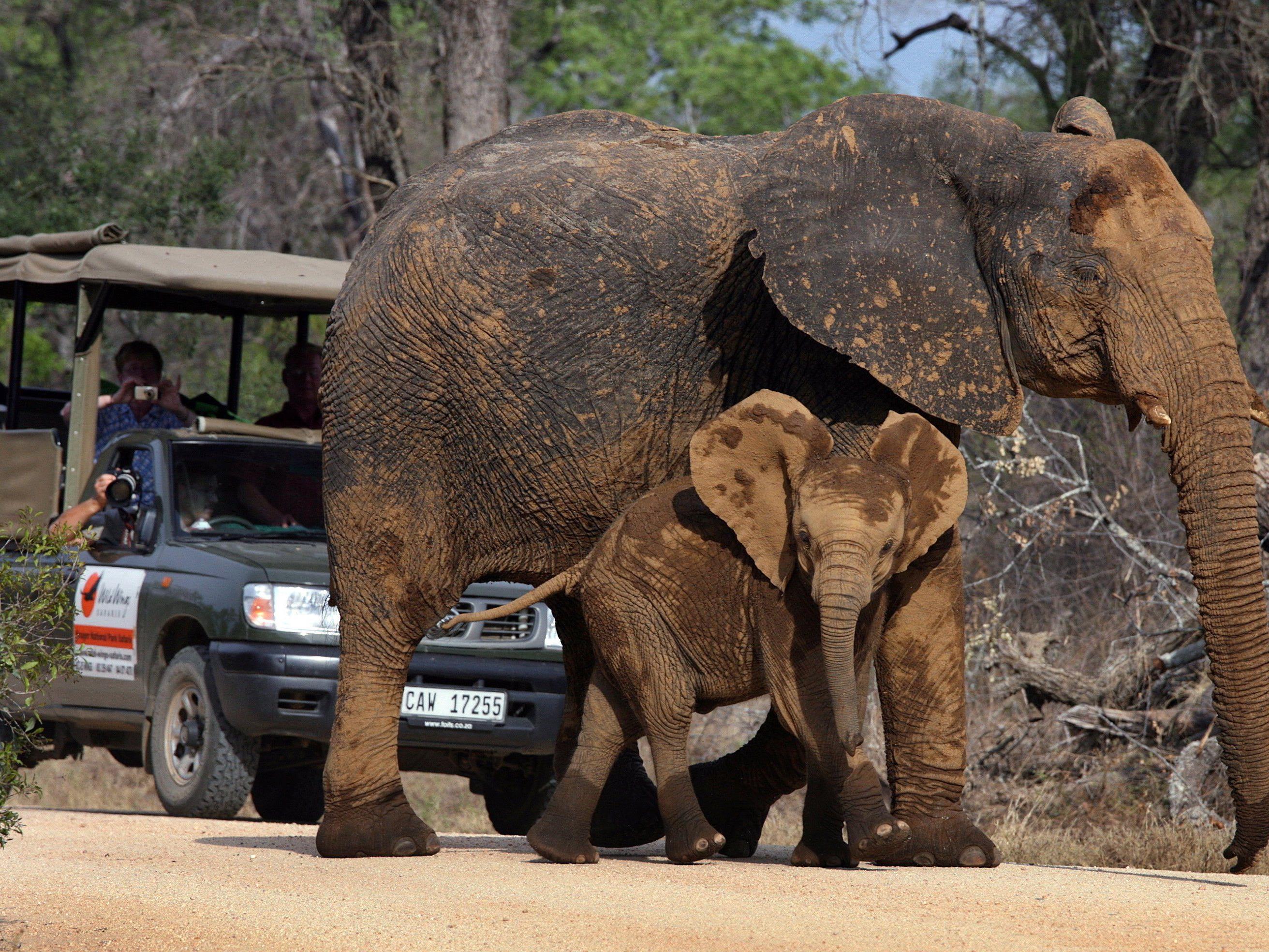 Elefant in Nationalpark drehte Touristenauto um.