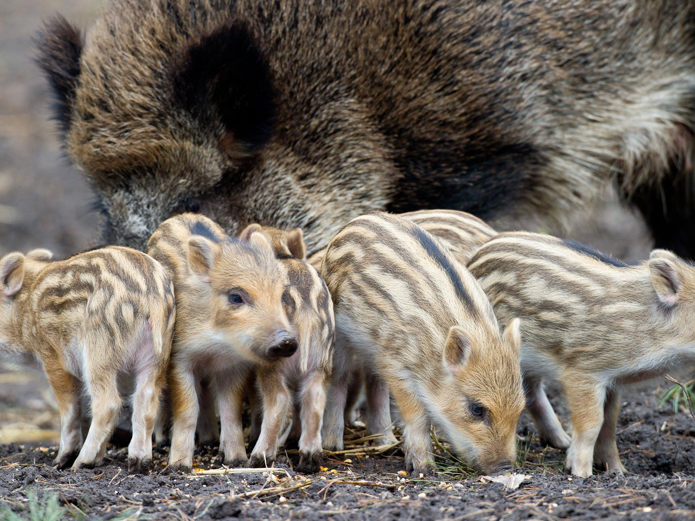 Vier Jugendliche quälten im Lainzer Tiergarten Wildschweinfrischlinge und töteten ein Ferkel.