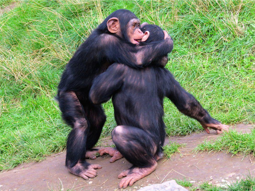 Der Zoo bietet unzählige Beobachtungsmöglichkeiten von Wildtieren, wie hier etwa von verspielten Schimpansen.