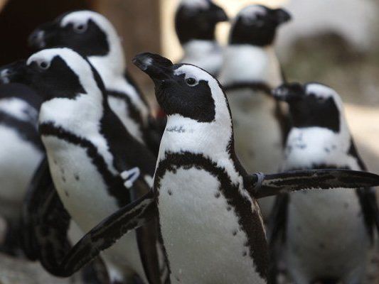 Pinguine in einem Zoo in Bulgarien. (Symbolbild) Pinguine in einem Zoo in Bulgarien. (Symbolbild)
