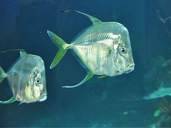 Bodengucker-Stachelmakrelen im Haus des Meeres Bodengucker-Stachelmakrelen im Haus des Meeres