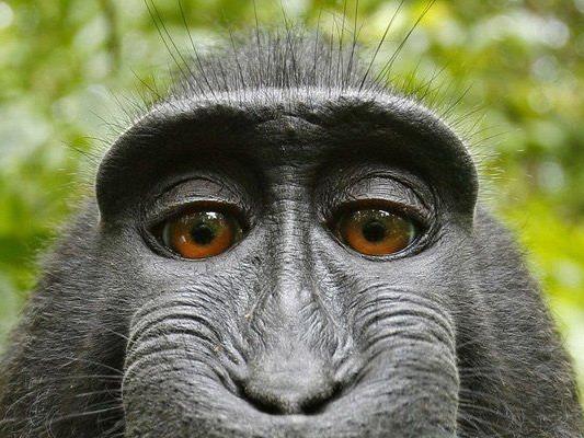 Urheberrechtsstreit um das Affen-Selfie