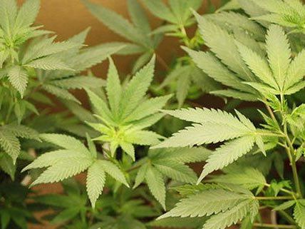 Cannabis im großen Stil verkauft. Cannabis im großen Stil verkauft.