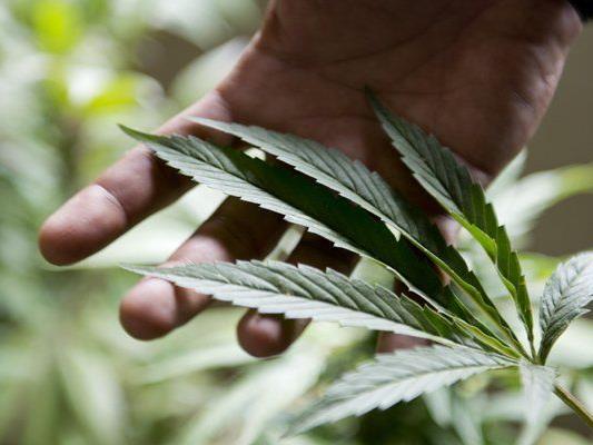 "Legalize! Östereich" fordert die Legalisierung von Cannabis.