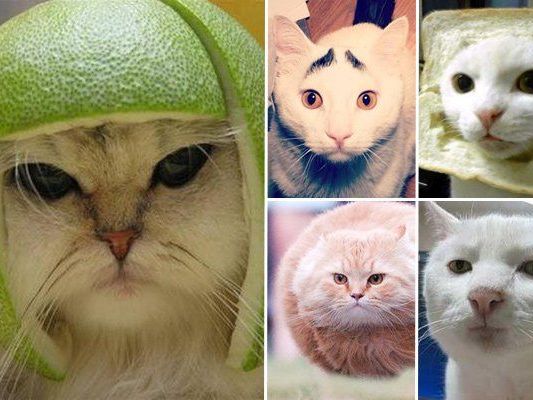 Katzen sind ein beliebtes Internetphänomen. Katzen sind ein beliebtes Internetphänomen.