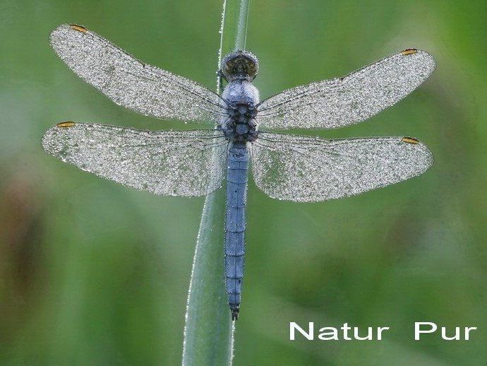Vierfach-Landesmeister Luggi Knobel präsentiert im Obergeschoss im Vinomnacenter seine neuesten Naturbilder. Vierfach-Landesmeister Luggi Knobel präsentiert im Obergeschoss im Vinomnacenter seine neuesten Naturbilder.