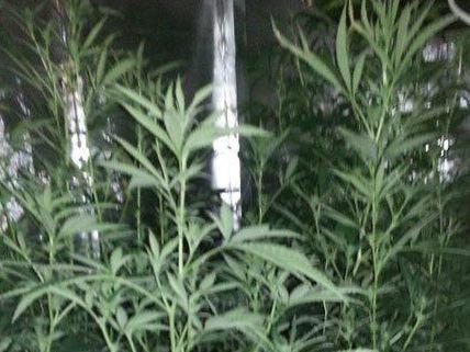 29 Marihuana-Pflanzen wurden in einer Wohnung in Wien-Liesing gefunden. 29 Marihuana-Pflanzen wurden in einer Wohnung in Wien-Liesing gefunden.