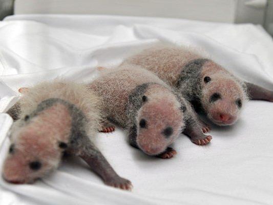 Die drei Pandas aus dem chinesischen Zoo