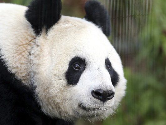Pläne für erste TV-Geburt scheitern an Phantom-Schwangerschaft (Symbolbild). Pläne für erste TV-Geburt scheitern an Phantom-Schwangerschaft (Symbolbild).