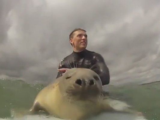 Eine einzigartige Begegnung mit einer Robbe. Eine einzigartige Begegnung mit einer Robbe.