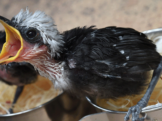 Der schweizer Tierschützer versuchte die Vögel zu befreien Der schweizer Tierschützer versuchte die Vögel zu befreien