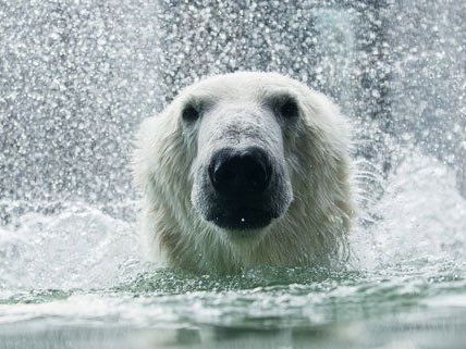 Im Wiener Tiergarten finden am 28. bis 31. August die Artenschutztage statt. Im Wiener Tiergarten finden am 28. bis 31. August die Artenschutztage statt.