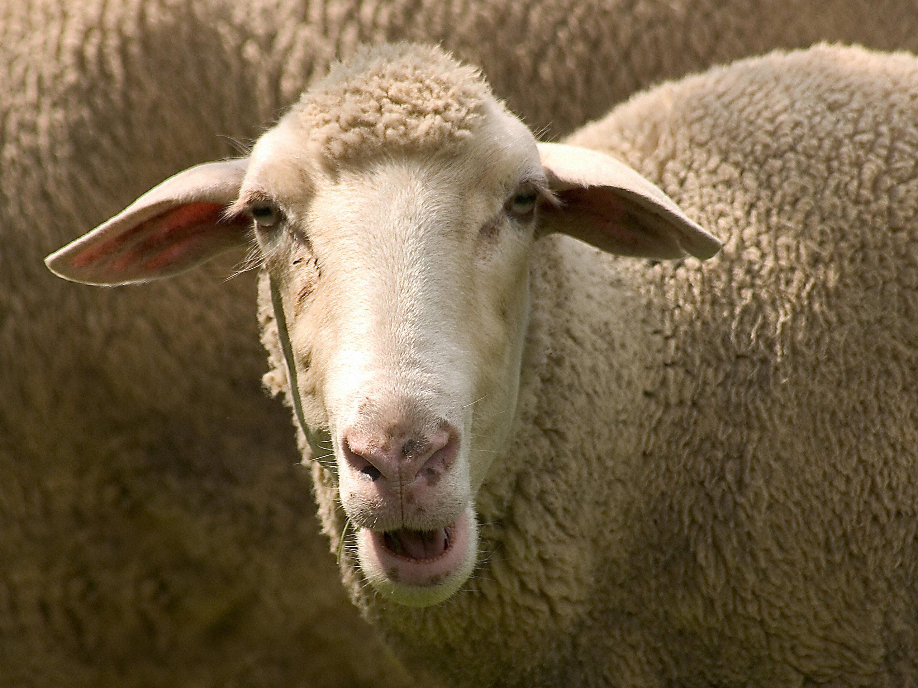 Rund 800 Schafe starben nachdem sie die Pflanze „Darling Pea“ verputzt haben.