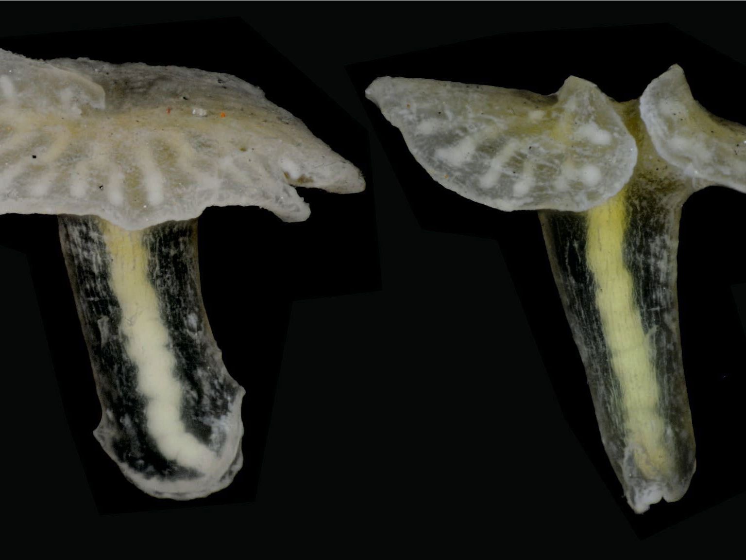 Mehrere Exemplare der vorläufig sogenannten Dendrogramma aus einem möglicherweise neu entdeckten Stamm des Tierreichs. Mehrere Exemplare der vorläufig sogenannten Dendrogramma aus einem möglicherweise neu entdeckten Stamm des Tierreichs.