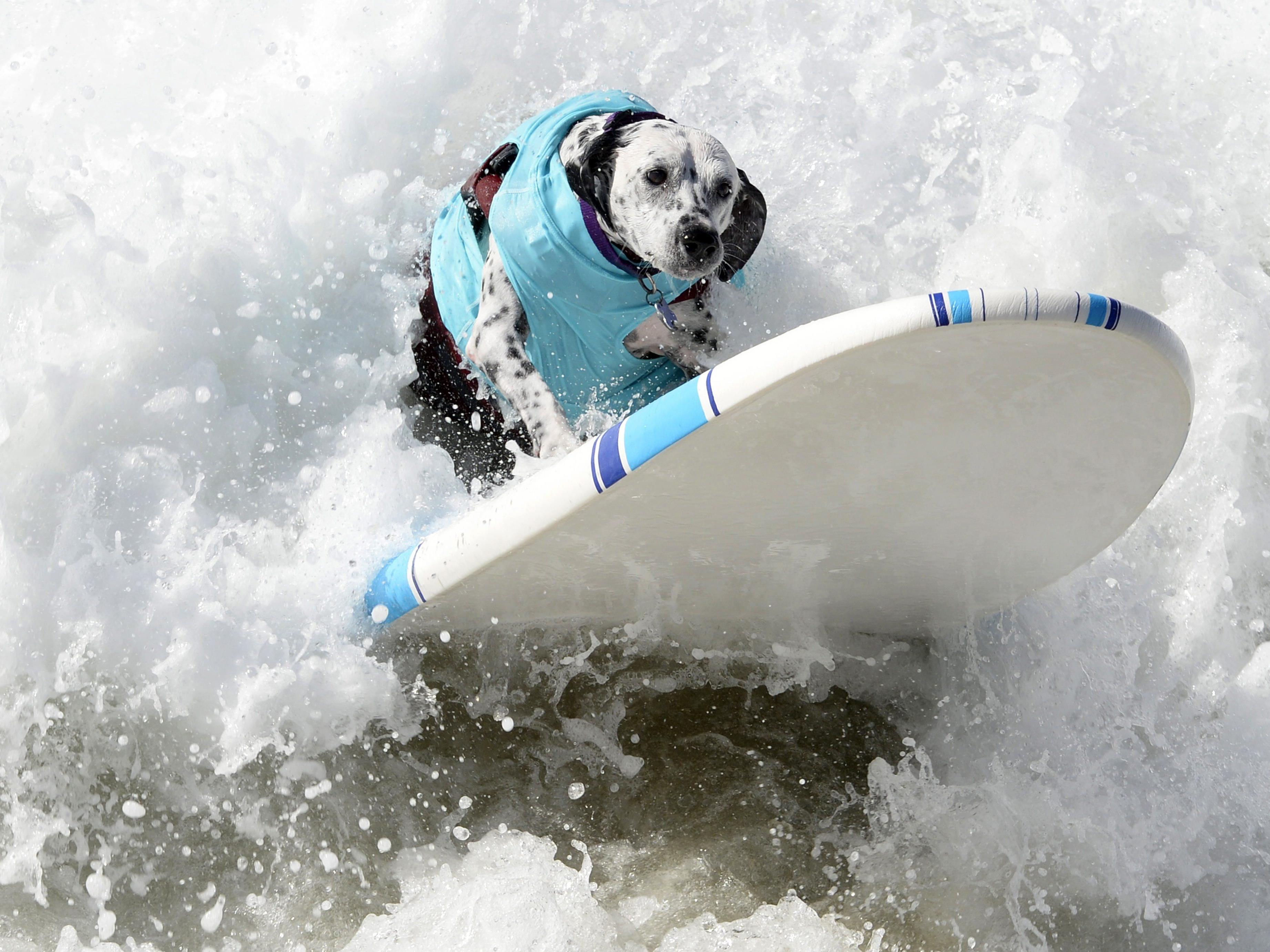 Kalifornische Hunde machen auch am Surfbrett gute Figur.