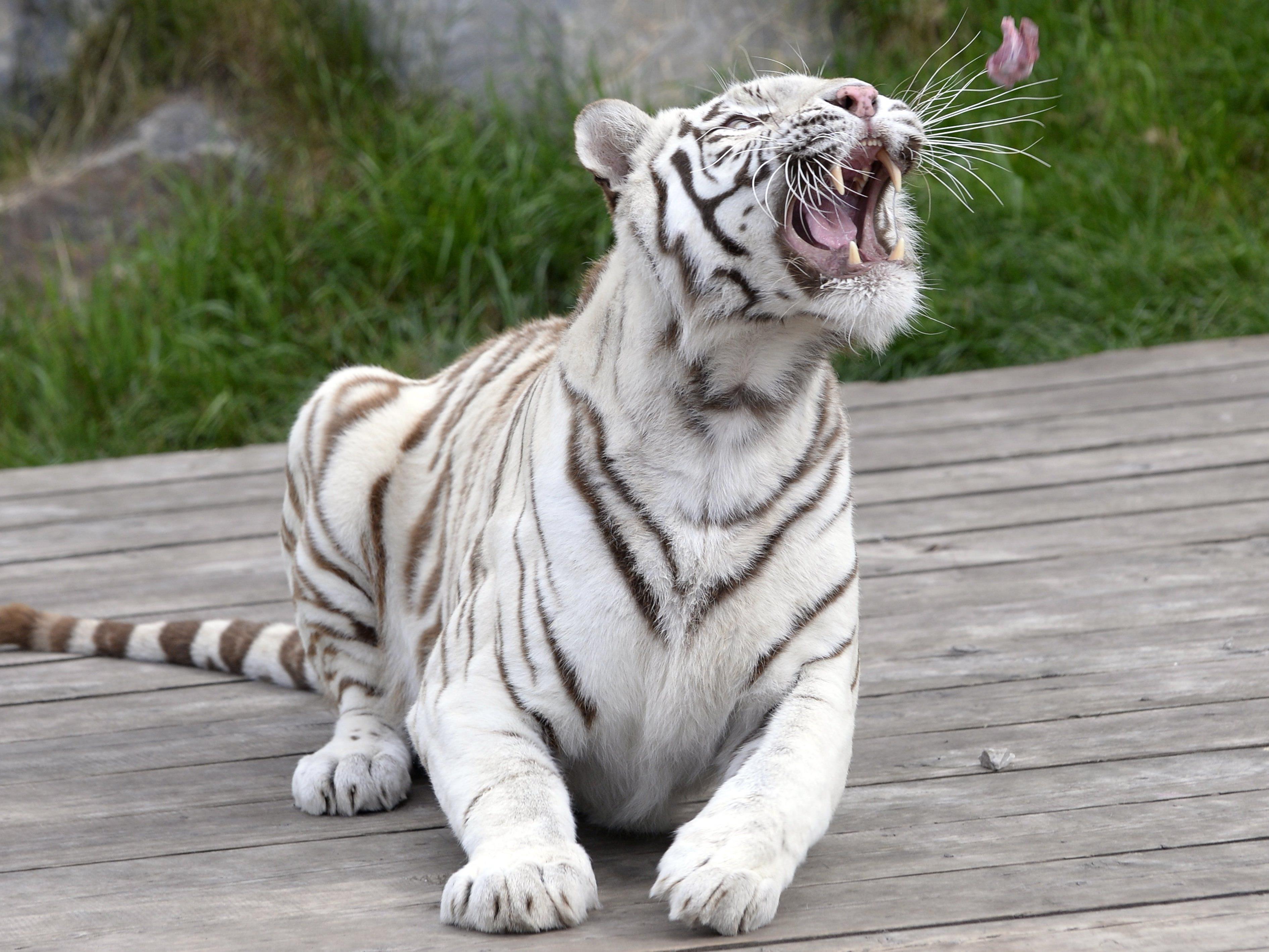 Weißer Tiger tötete Kind in Zoo von Neu Delhi