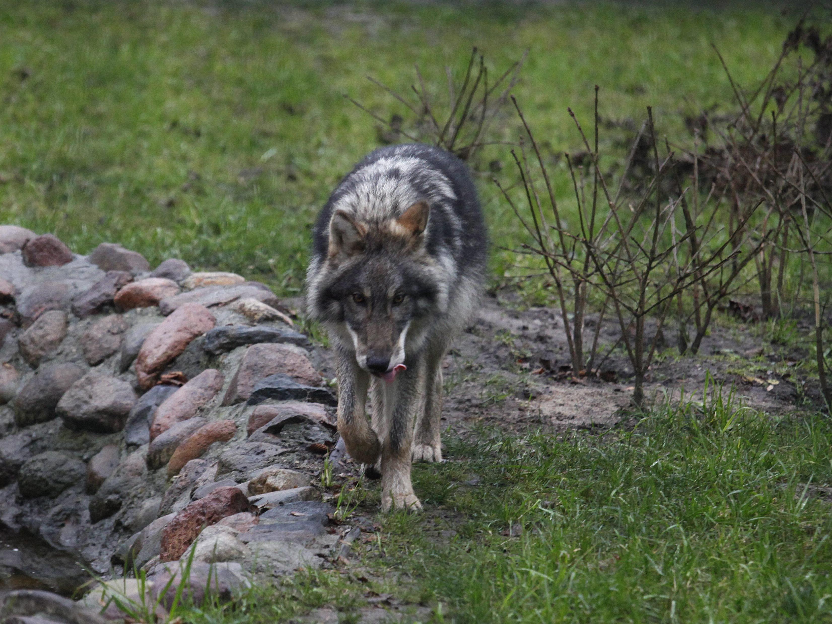 Ein Wolf wurde im Grenzgebiet zwischen Salzburg und Oberösterreich gesichtet.