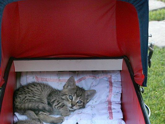Mitten auf der Straße wurde in Wien-Favoriten versucht, ein Katzenbaby zu verkaufen Mitten auf der Straße wurde in Wien-Favoriten versucht, ein Katzenbaby zu verkaufen