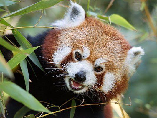 Dem Roten Panda ist in Schönbrunn ein Wochenende gewidmet