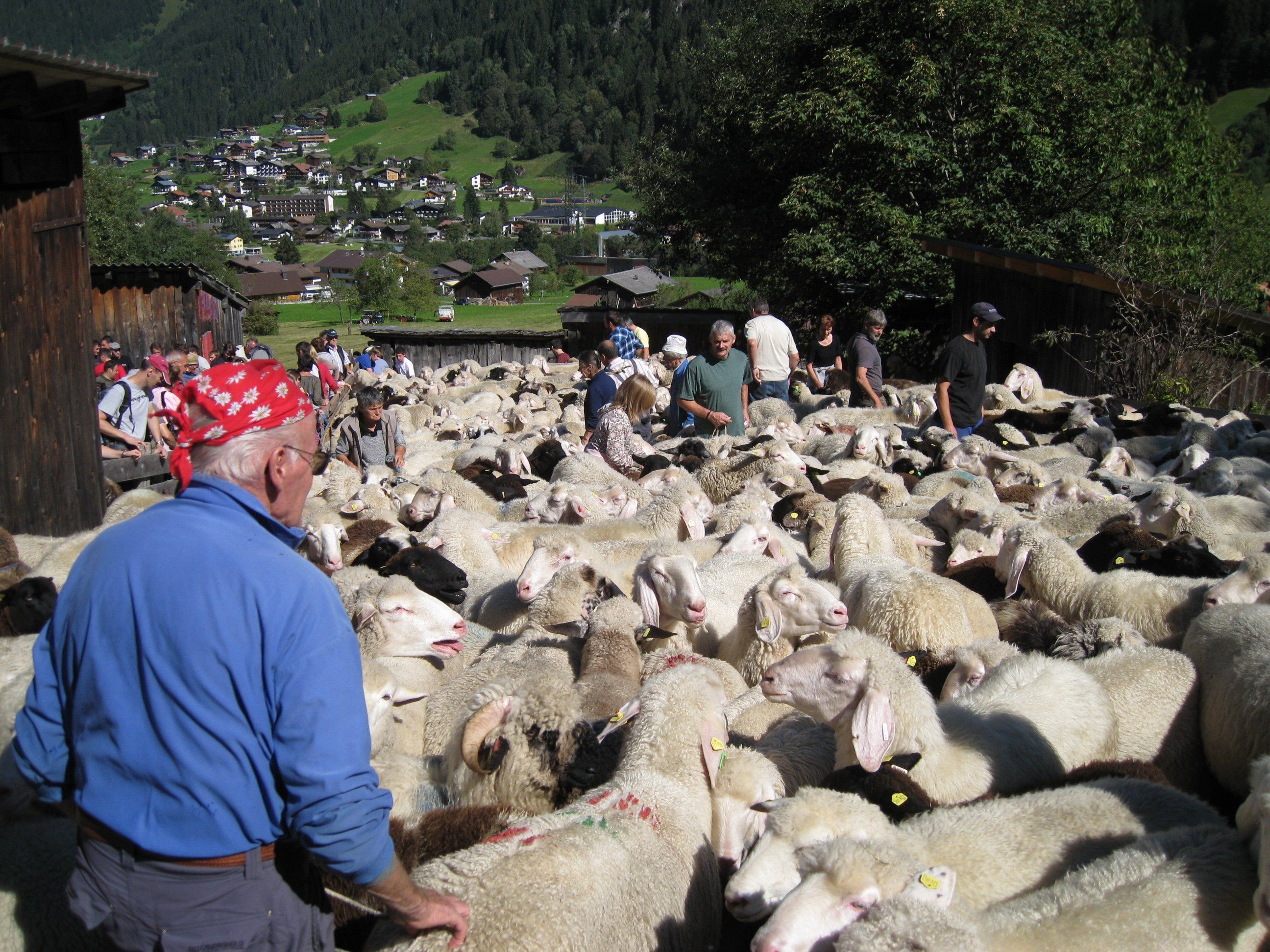 Alpabtriebe im Montafon: wenn die Dorfstraße zum Laufsteg wird.