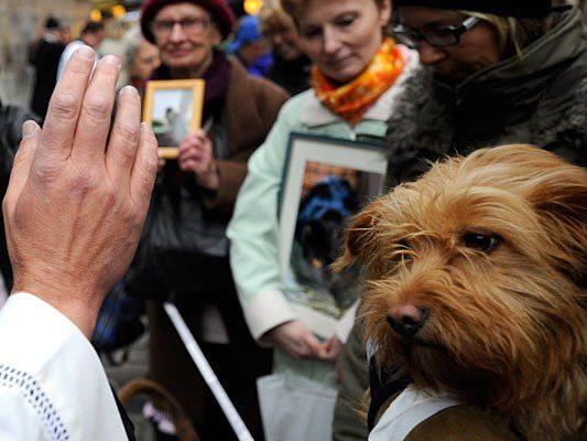Am Wiener Stephansplatz kann man sich den göttlichen Segen für Hund, Katze und Co. holen