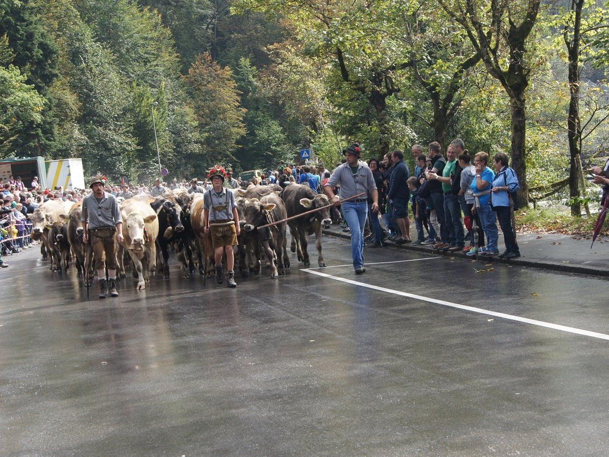Älpler und Vieh zogen am Samstag von den Dornbirner Alpen zurück ins Tal.