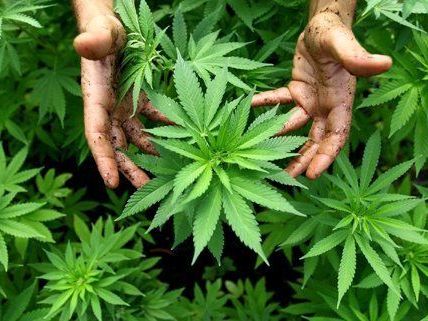 "Legalize! Östereich" fordert die Legalisierung von Cannabis. "Legalize! Östereich" fordert die Legalisierung von Cannabis.