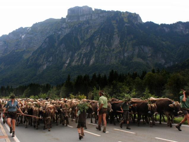 Der größte Alpabtrieb, den die Region je erlebt hat, „überrollte“ förmlich den Bregenzerwald