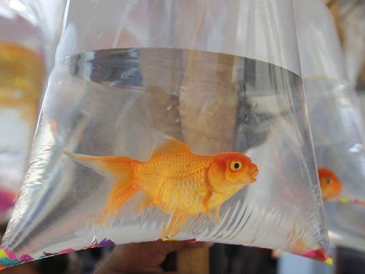 Goldfisch George ist bereits wieder in seinem wohlbehüteten Zuhause Goldfisch George ist bereits wieder in seinem wohlbehüteten Zuhause