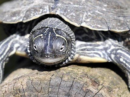 Schildkröten können Touchscreens bedienen.