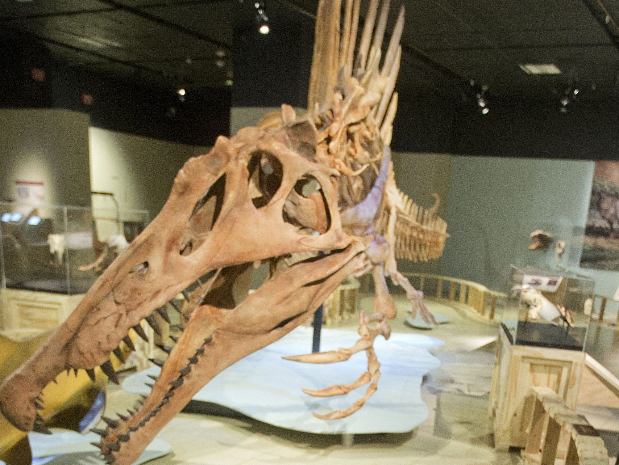 Spinosaurus aegyptiacus war in mehrfacher Hinsicht ungewöhnlich. Spinosaurus aegyptiacus war in mehrfacher Hinsicht ungewöhnlich.
