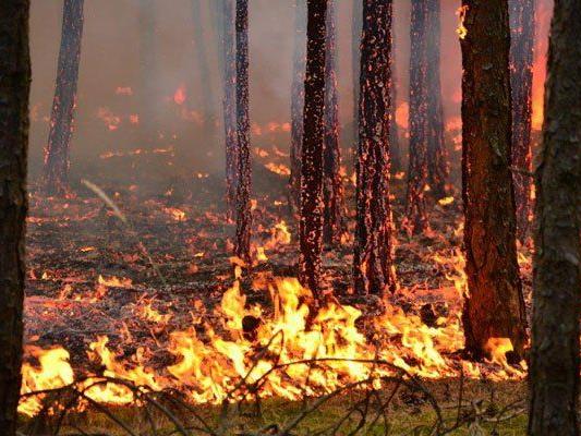 Anzahl der Waldbrände in Europa steigt