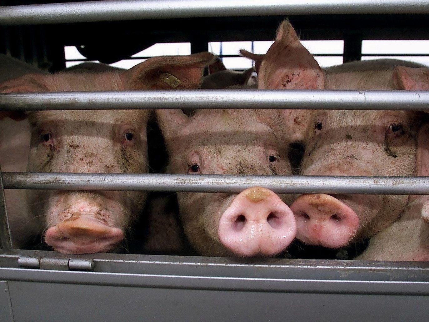 In Vorarlberg wurden im Vorjahr 2.174 Tiertransporte kontrolliert, nur fünf davon auf der Straße. In Vorarlberg wurden im Vorjahr 2.174 Tiertransporte kontrolliert, nur fünf davon auf der Straße.