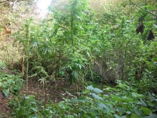Cannabisplantage am Müncher Waldfriedhof Cannabisplantage am Müncher Waldfriedhof