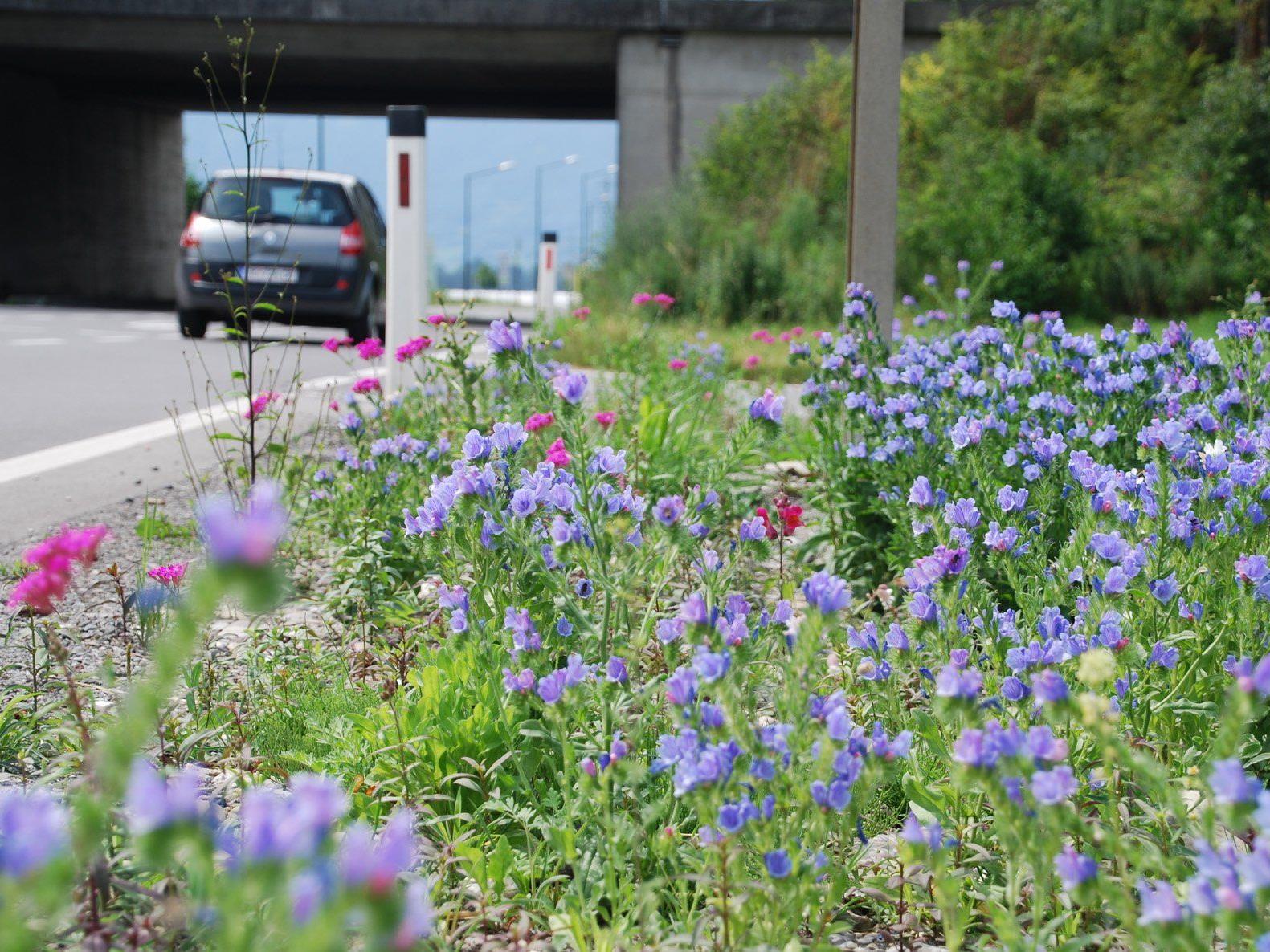 Brachliegende Flächen werden zu Blumenwiesen: Ein naturnah bepflanzter Grünstreifen an der Autobahnabfahrt Rankweil.