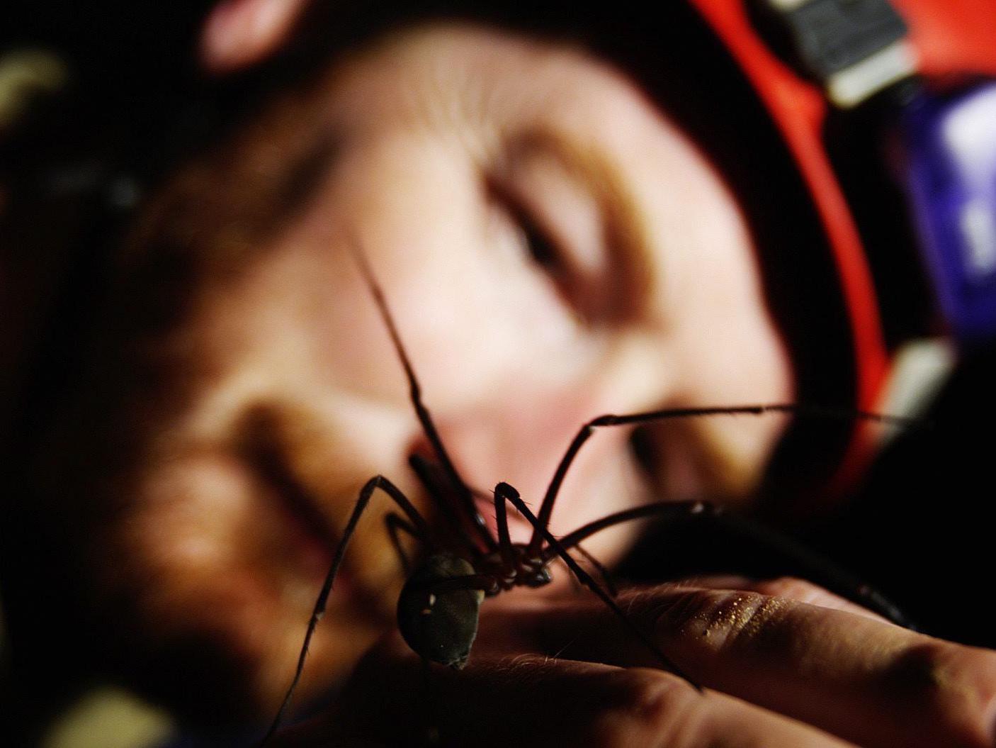 Drei Tage lang hat ein Australier mit einer Spinne im Bauch gelebt.