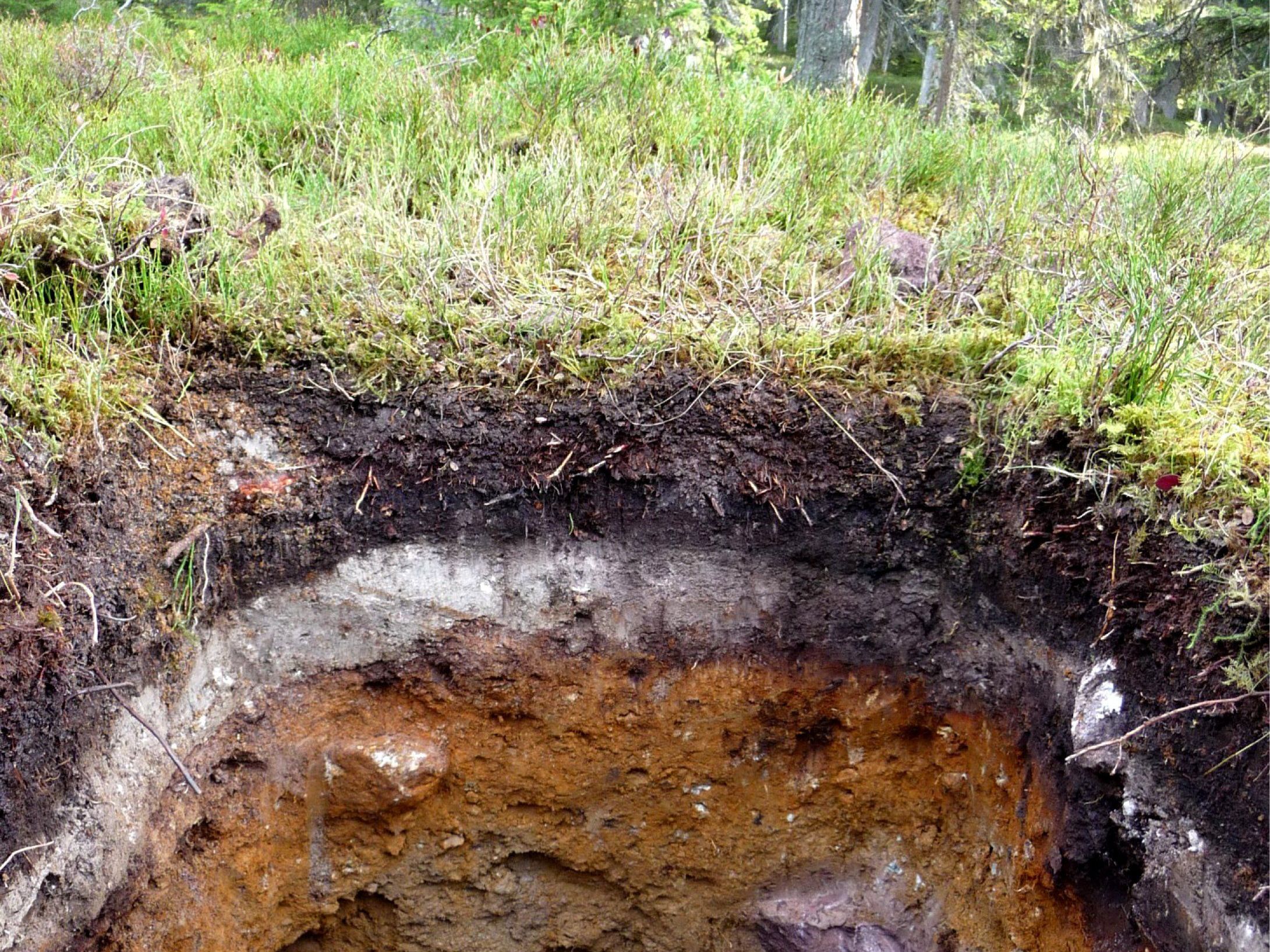 Marktgemeinde Rankweil lädt zum Eröffnungsabend der Ausstellung zur Vielfallt der Böden in Vorarlberg Marktgemeinde Rankweil lädt zum Eröffnungsabend der Ausstellung zur Vielfallt der Böden in Vorarlberg
