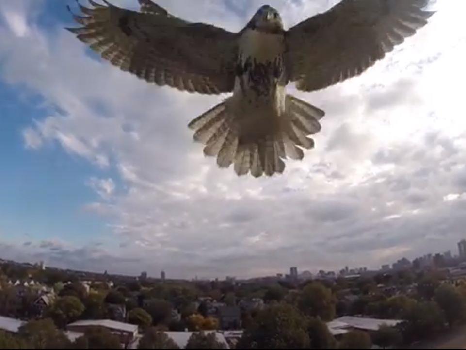 Die Falke hat die Drohne im Visier.